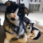 10 Aplikasi Ganti Wajah Lucu bin Gokil untuk Android dan iOS Aplikasi Ganti Wajah Lucu